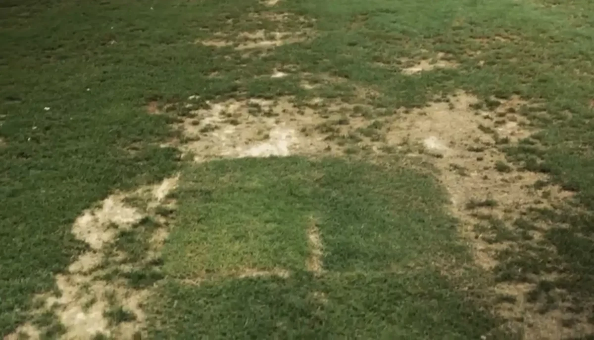 Condição precária do CT do São Paulo em Cotia irrita Crespo: buracos e abelhas em fotos reveladoras