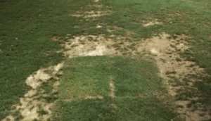 Condição precária do CT do São Paulo em Cotia irrita Crespo: buracos e abelhas em fotos reveladoras